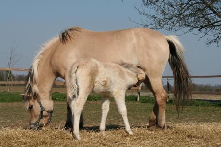 הוילה Mělník Zoopark Zelcin מראה חיצוני תמונה